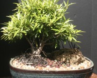 17yr Ficus nerifolia specimen bonsai tree