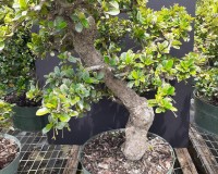 25YR OLD FUKIEN TEA IMPORTED STYLED  (CONFIRM IN STOCK)