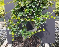 25YR OLD FUKIEN TEA PREBONSAI  NEEDS A 14-16 INCH POT