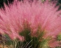 PINK MUHLY GRASS ONE GALLON PLANT