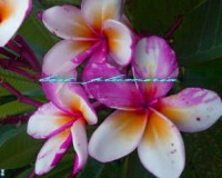 Plumeria crazy colors seeds (10) Ngamvilai