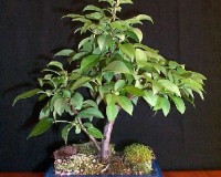 Crabapple Flowering Bonsai Tree