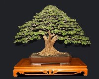WHAT A GREAT BONSAI TREE