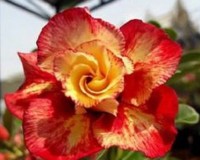 Red and Orange Blooms. How amazing Desert Rose Seeds