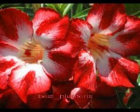 Redmoon Desert Rose Seeds Free Shipping