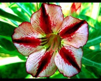 Adenium Obesum Desert Rose 