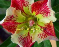 Red White yellow Wonderful Star seeds desert Rose