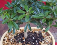Straight umbrella bonsai tree for beginners