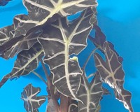 BLACK SHIELD INDOOR PLANT