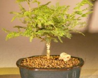 Mimosa Bonsai Tree Read below