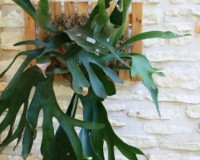 Staghorn Fern on a hand made mount by Lou Rindner