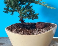 Three Juniper traditional bonsai planting in stone pot
