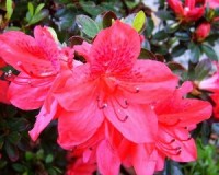 One Gallon Dwarf Azalea Small Leaf