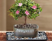 Brand new Azalea bonsai tree flowers pink or red 8 inch pot