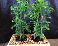 9 Tree bald cypress forest planting.