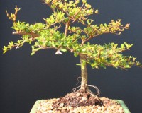 Black Olive Bonsai Tree 10yrs Old OLIV5