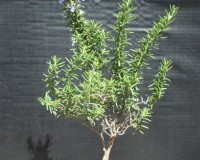 Blue Rosemary Bonsai Tree