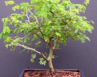 Brazilian Raintree Bonsai Tree 13yrs Old