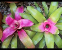 Bromeliad Neo