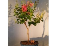 medium Crepe Myrtle Flowering Bonsai Tree red