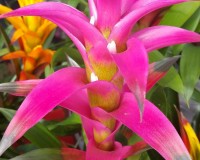 Deep Pink with hints of  white