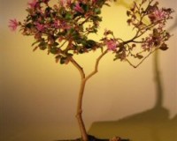 Lousbonsai Flowering Chinese Fringe Bonsai Tree loropetalum chinensis