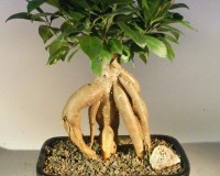 Amazing Easy beginner Ficus Genseng bonsai tree