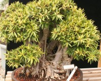 Ficus Nerifolia Banyon Bonsai Tree 60yrs Old (SORRY SOLD)