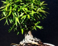 Ficus Nerifolia Indoor Bonsai Tree