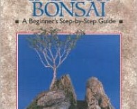 Indoor Bonsai: Step by Step