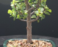 Jade Bonsai Tree Small Leaf
