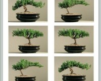 Juniper Bonsai 6 Pack Shaped Tree