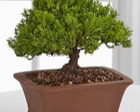 Juniper Bonsai Tree 8yrs Old Medium