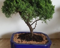 Extra Large bonsai tree in 10 or 12 inch pot