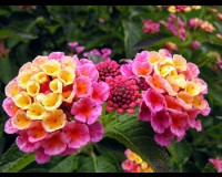 One Gallon Lantana Plant