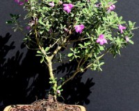 Lavender Star Bonsai Tree 8yrs Old