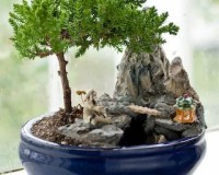 Zen 1 Juniper Bonsai Medium Bonsai Tree By Lousbonsai