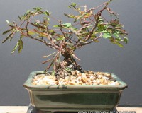 Mimosa Sensitive bonsai tree