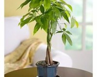Small Braided Money Tree By Lousbonsai
