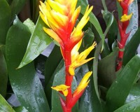 Lousbonsai muti bromeliad yellow and red