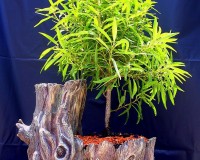 *Ficus nerifolia in a bonsai tree pot