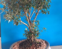 White flowering Serissa in 8inch pot.  Great flowering