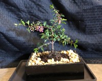weeping bonsai tree for indoor bonsai lover  REAL CHERRIES