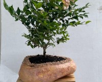 Flowering Jaboticaba bonsai tree created by Master Sheryl H  rock pot LR1