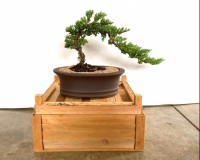 Beginner traditional Juniper bonsai tree