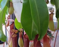 Pitcher plants 8 inch hanging double plants