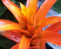 Red Yellow Bromeliad