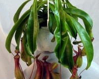 Pitcher plants 8 inch hanging