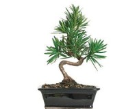 Podcarpus Bonsai tree styled