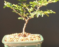 Powderpuff 1 Bonsai Tree By Lousbonsai